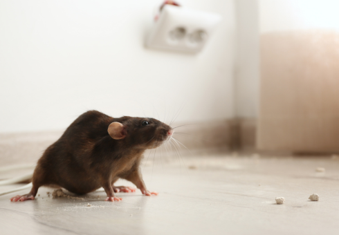 design sans titre 60.png