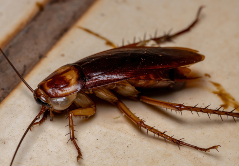 design sans titre 61.png