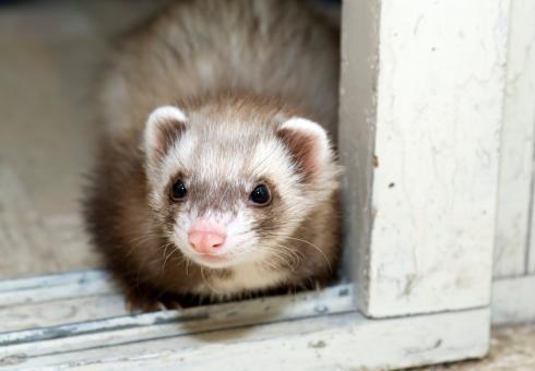 design sans titre 63.png