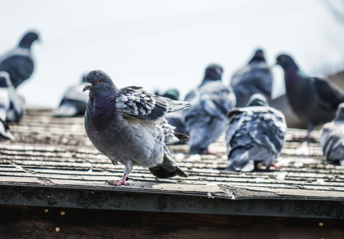 design sans titre 64.png