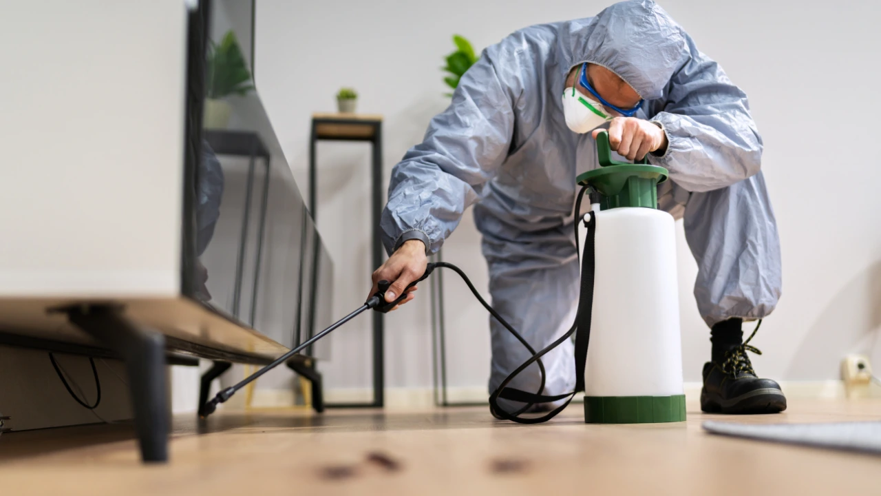 why regular pest control is essential for a healthy home 7374193