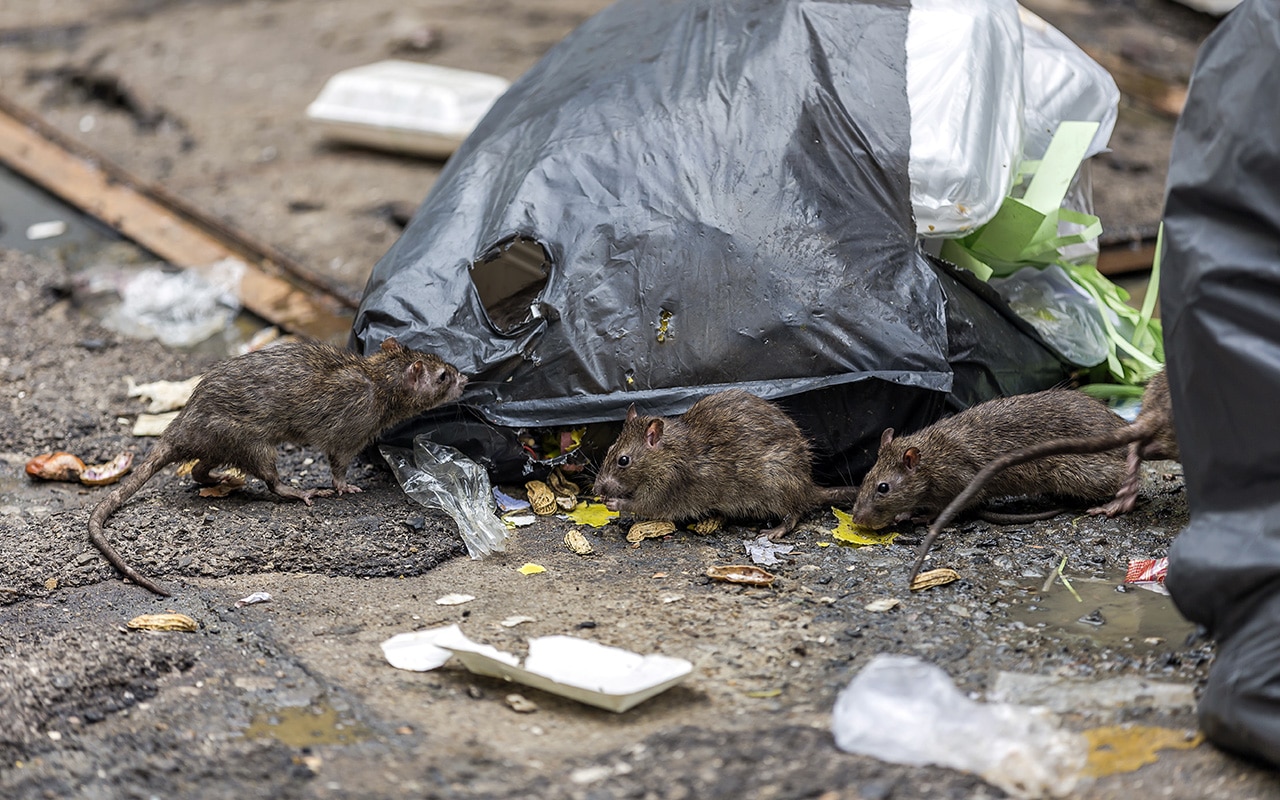 deratisation risque sanitaire ins bretagne