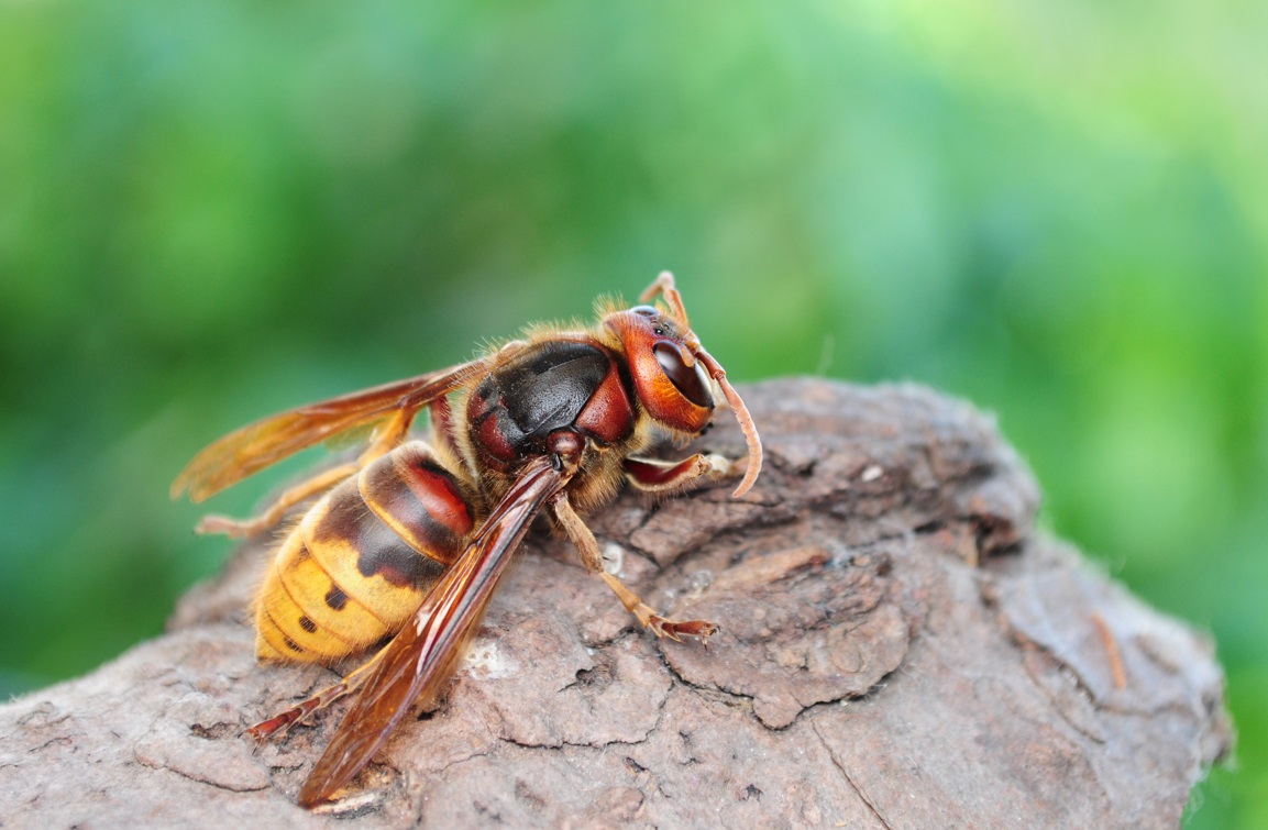 reconnaitre frelon europeen