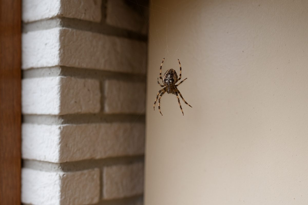 Grosse araignée installée sur la façade d