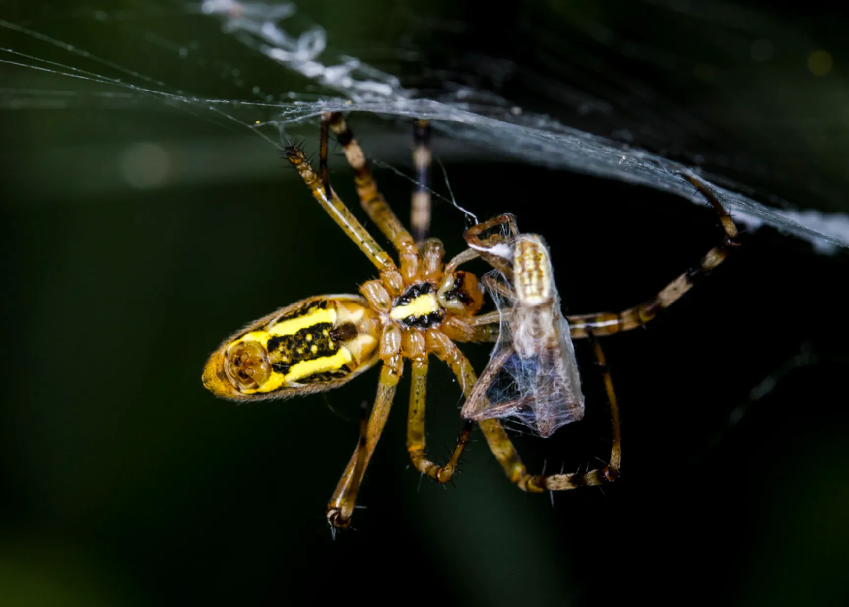 Araignée capturant un insecte dans sa toile