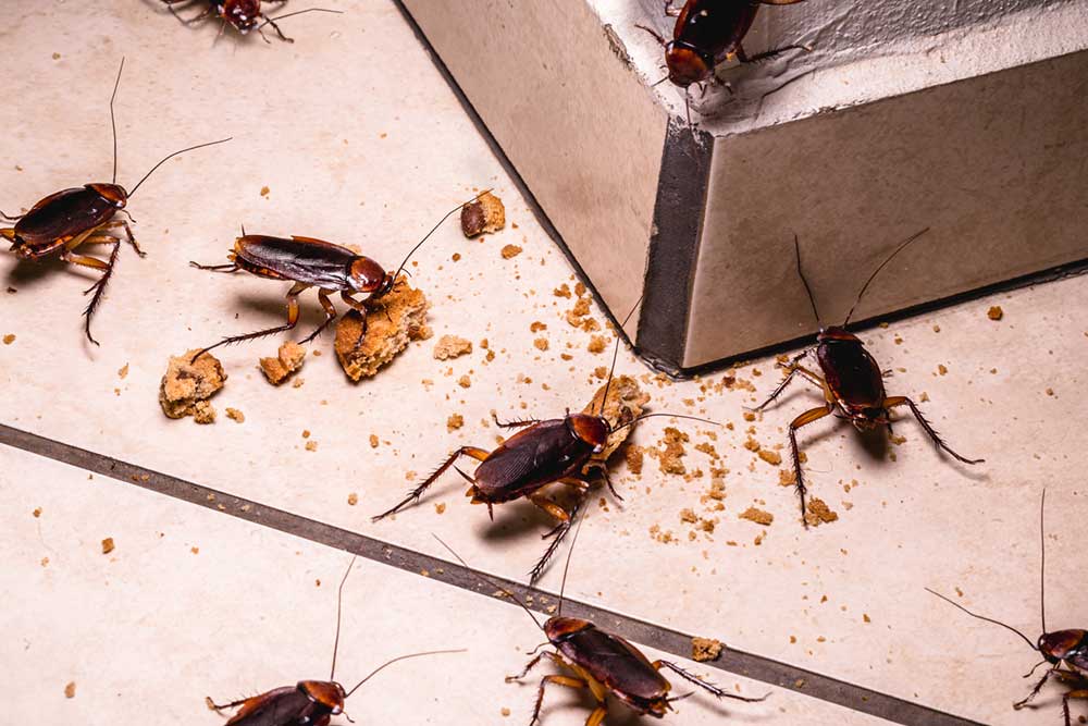 Blattes actives la nuit sur le carrelage d