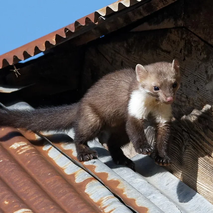 Fouine sortant de sous une toiture par un interstice