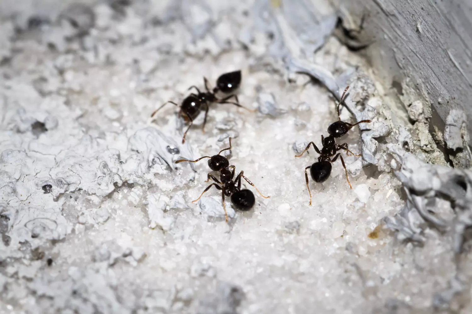 Fourmis s