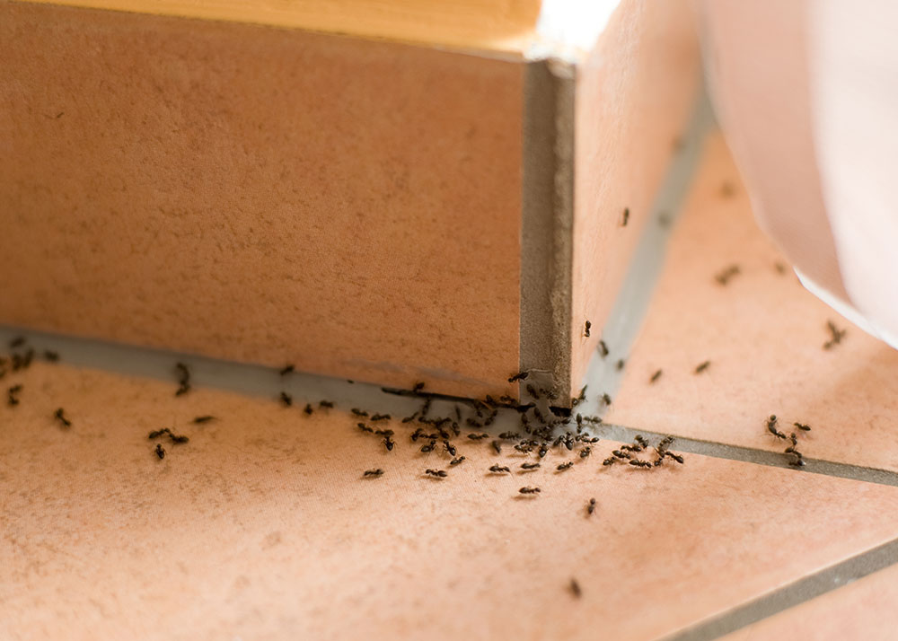 File de fourmis longeant une plinthe carrelée dans une cuisine