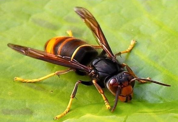 Frelon asiatique au corps sombre et aux pattes jaunes posé sur une feuille