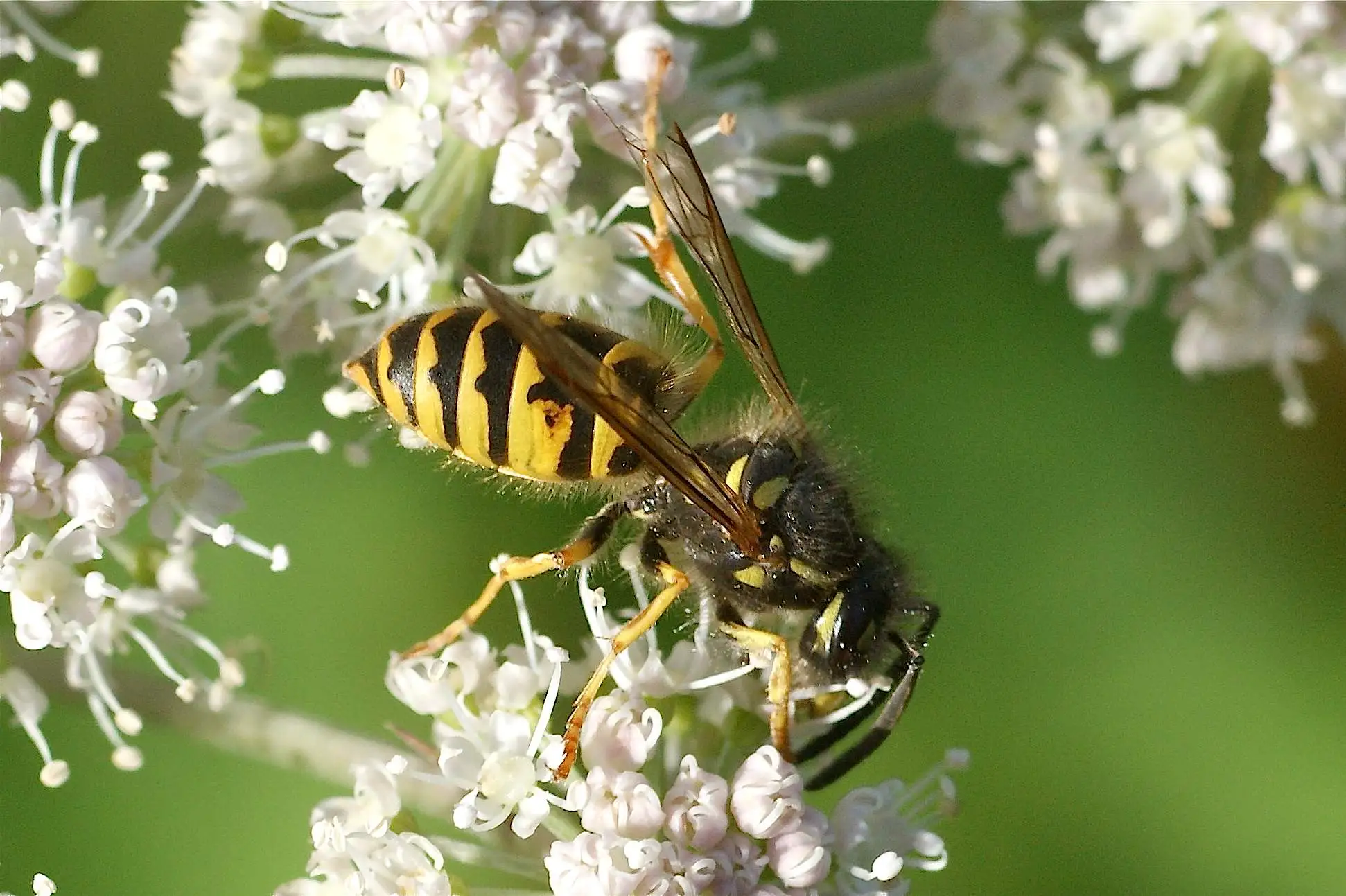 Guêpe commune aux rayures jaunes et noires butinant une fleur