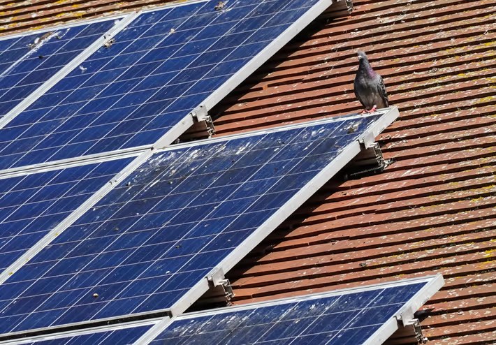Grille de protection anti-pigeons installée autour de panneaux solaires