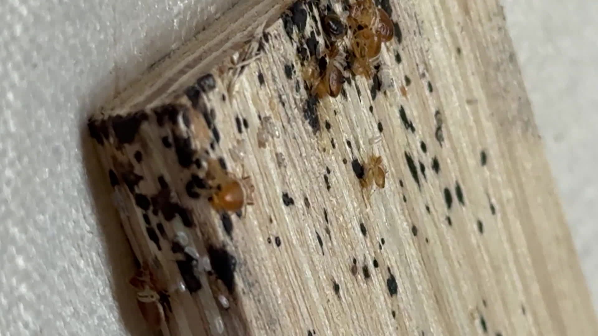 Punaises de lit, œufs et déjections noires sur une latte de sommier en bois