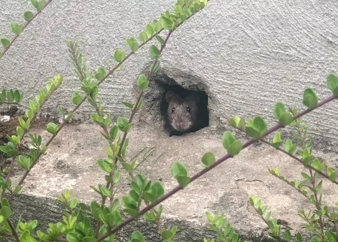 Rat s