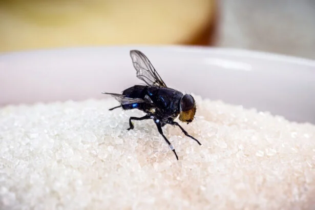 Mouche posée sur un bol de sucre en cuisine